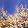 白梅に青空！