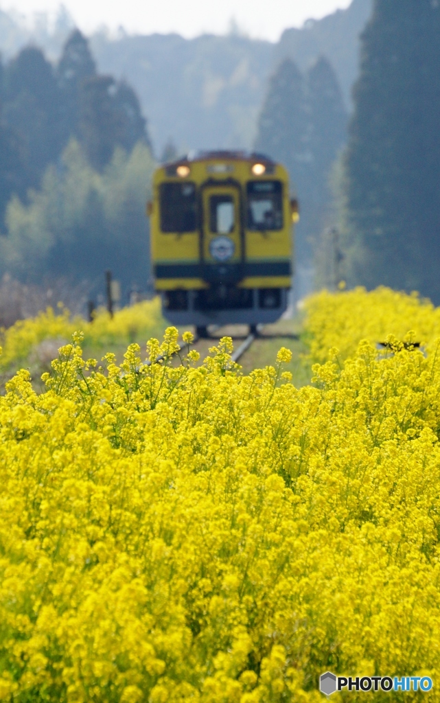 2024いすみ鉄道　菜の花①～④の中の①