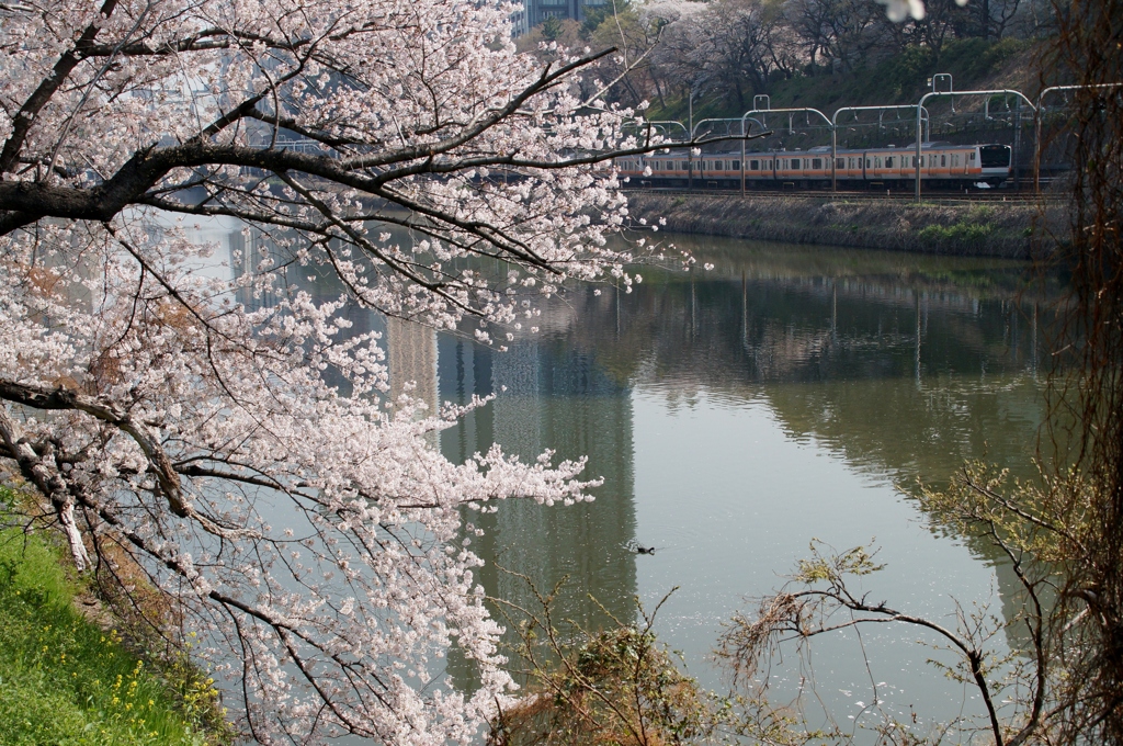 東京都心でもこんな写真が…①