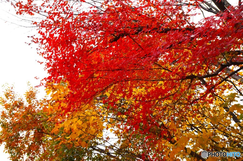 水上地区の紅葉！