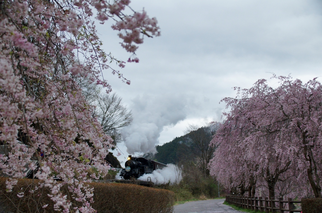 茂木の枝垂れ桜は今が旬‼