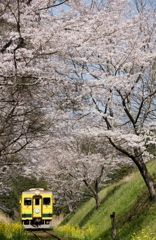 桜トンネル！①