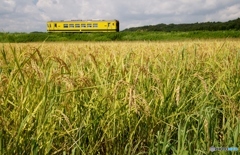 いすみ鉄道　田園風景！②（完）