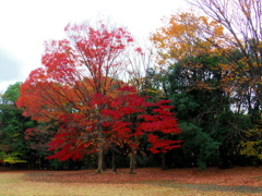 駅近公園の紅葉！