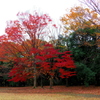 駅近公園の紅葉！