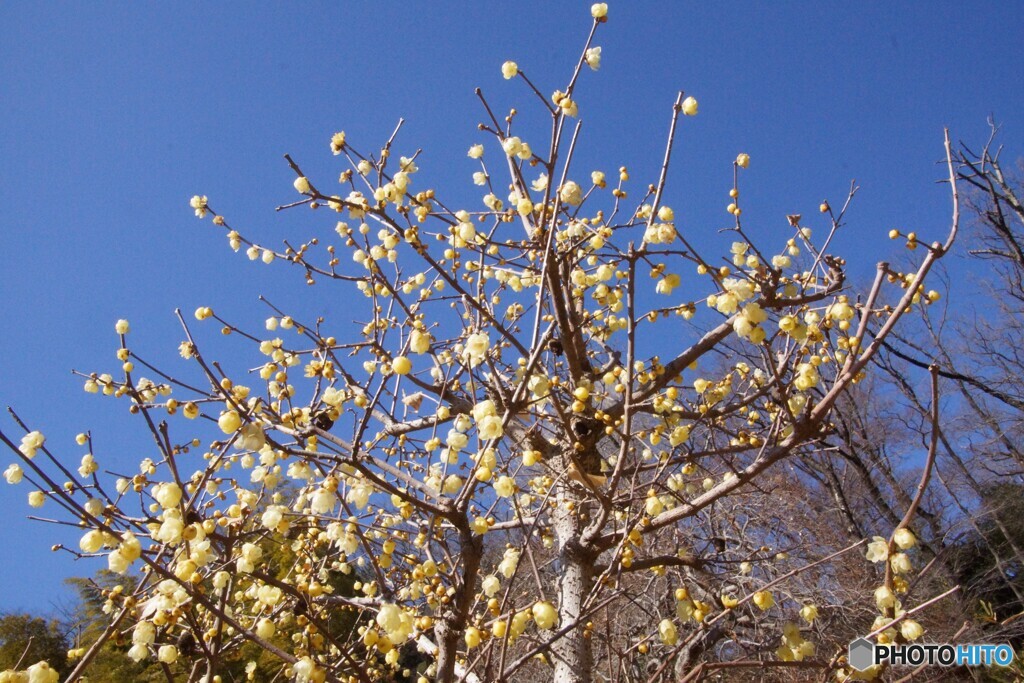 青空に春を告げる蝋梅の花！
