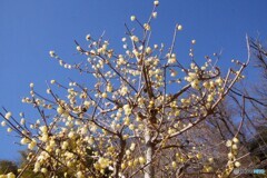 青空に春を告げる蝋梅の花！