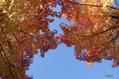 見上げたら紅葉と青空！