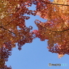見上げたら紅葉と青空！