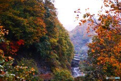 紅葉の田子倉サミット通過する只見線！