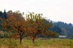 柿の木とキハ40②