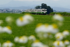 ヒメジオンの中のキハ40