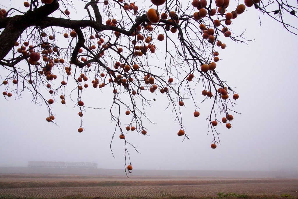 濃霧の中の田園風景