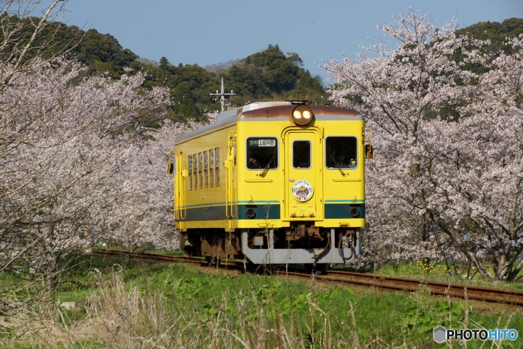 いすみ鉄道の春①～⑦の中の⑤