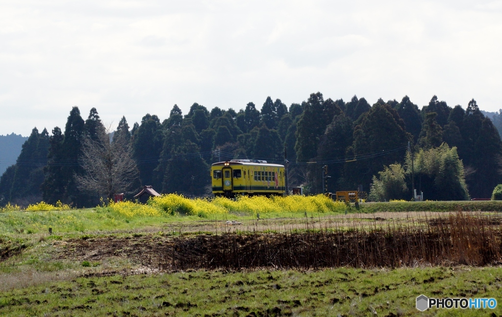いすみ鉄道　もう一つの菜の花ロード②