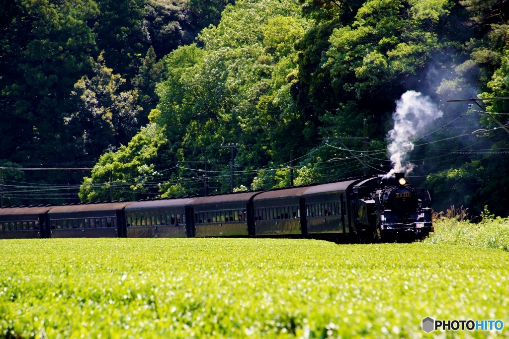 大井川鉄道　新茶のシーズン！②（完）