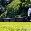 大井川鉄道　新茶のシーズン！②（完）