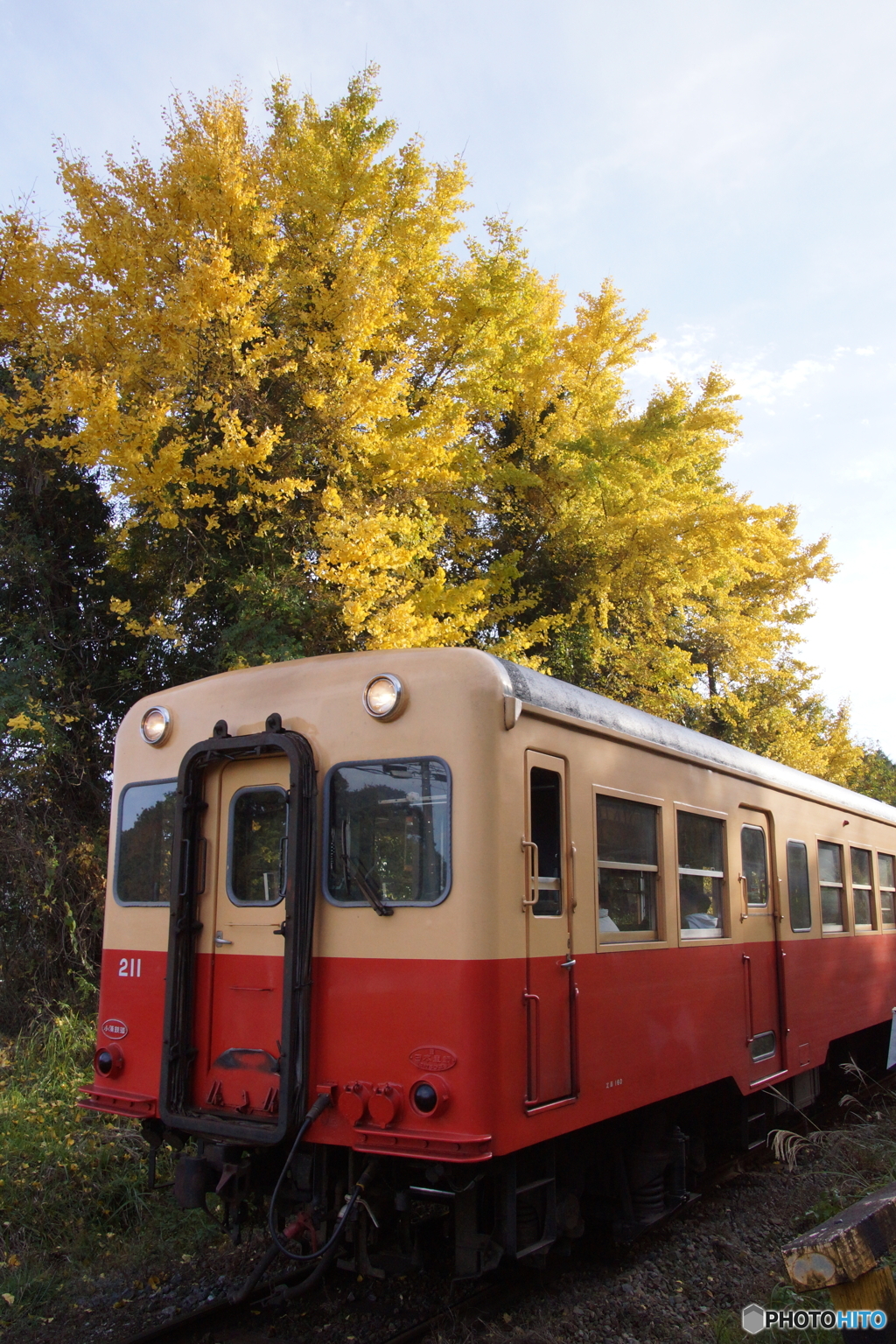 銀杏の黄葉とキハ200！