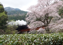 大井川鉄道の彼岸桜！