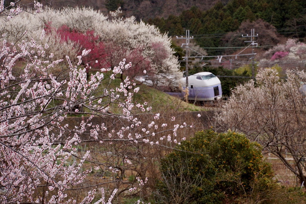 満開の梅の花に見守られ！good-by！