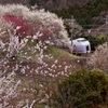 満開の梅の花に見守られ！good-by！