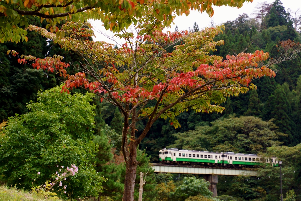 柳津は色づき始め！