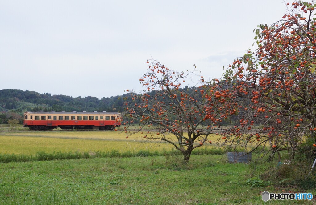 キハ200と柿の木！