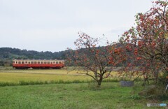 キハ200と柿の木！