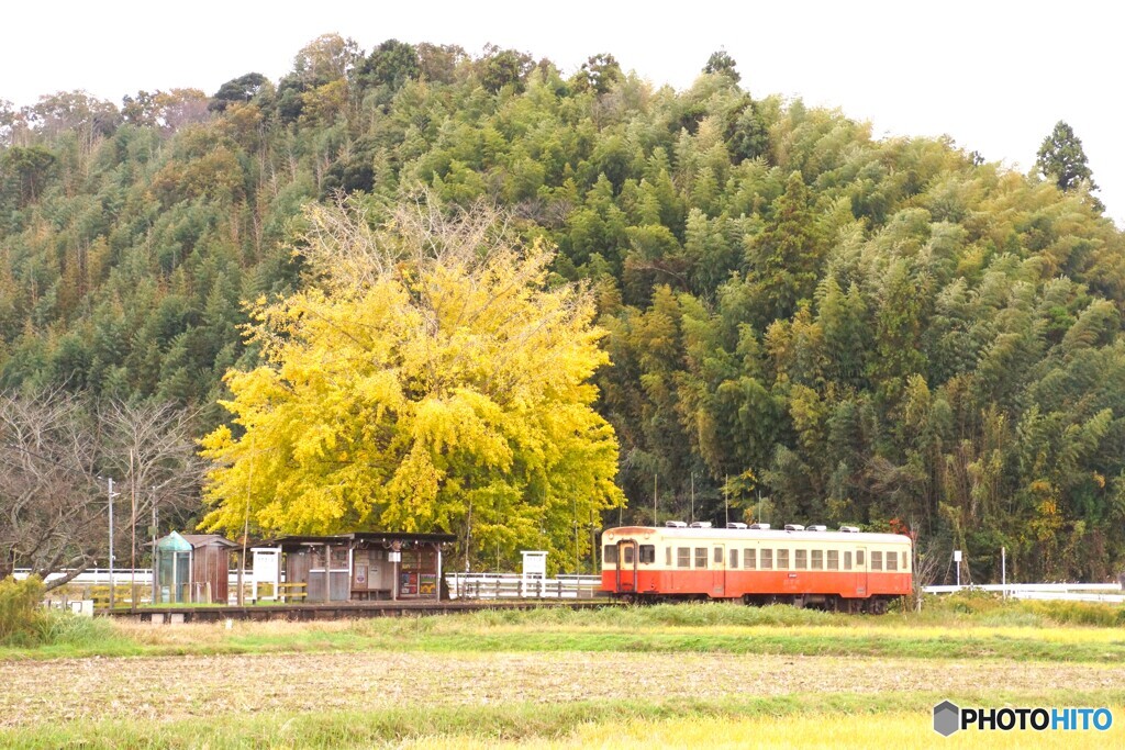 小湊鉄道の古豪キハ200＆銀杏！