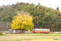 小湊鉄道の古豪キハ200＆銀杏！