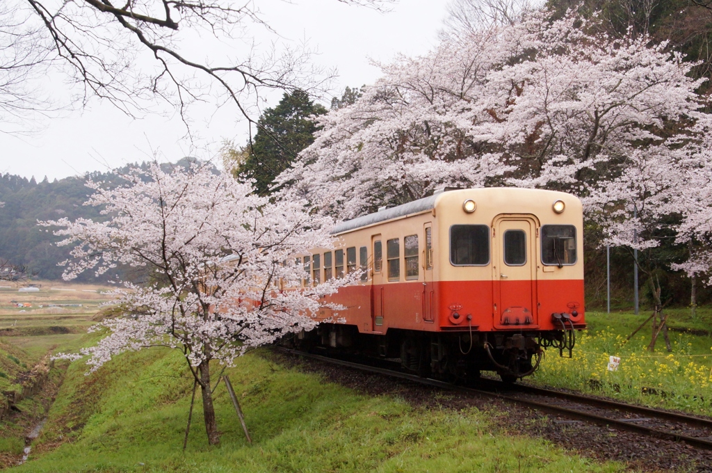 小湊鉄道の春！⑦