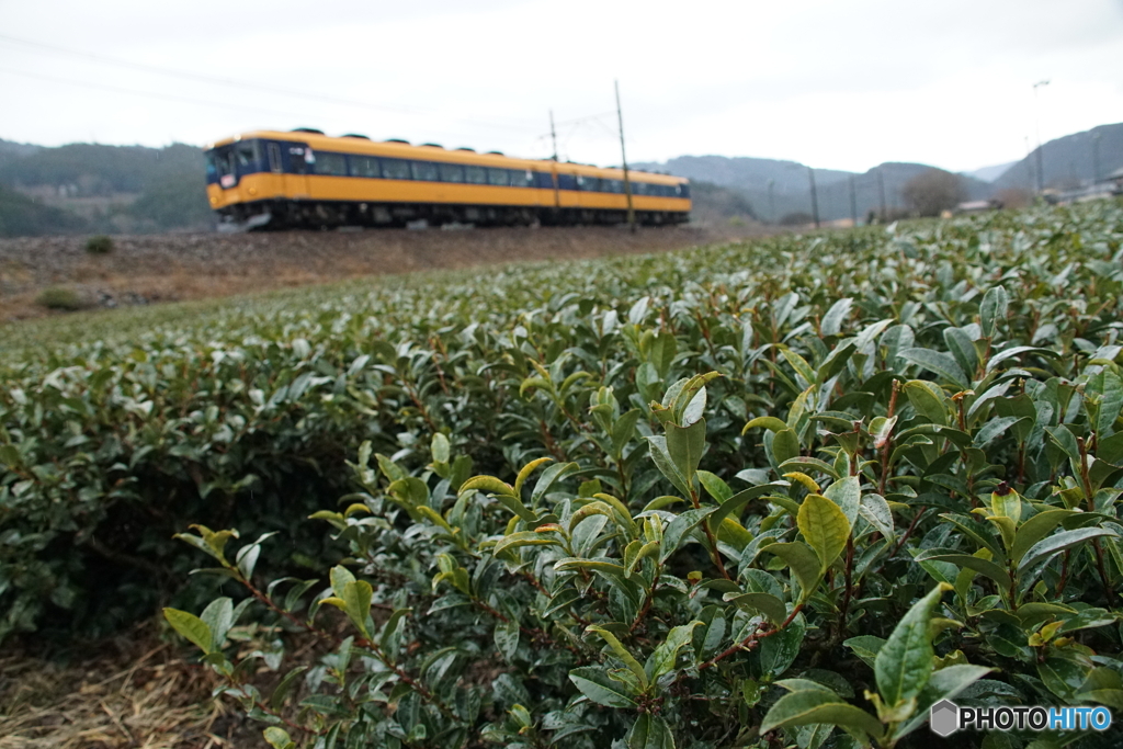 茶畑を往く大井川鉄道の列車！