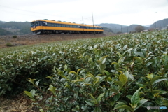 茶畑を往く大井川鉄道の列車！