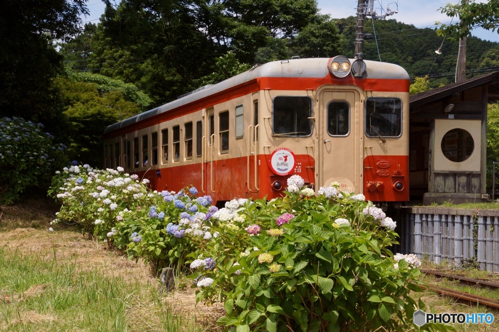 キハ52　イン西畑駅！