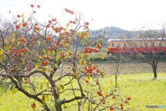 柿の実とキハ200！