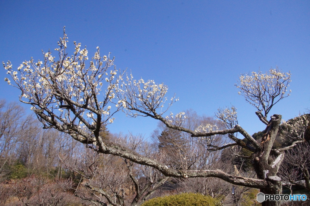 薬師池公園の白梅！