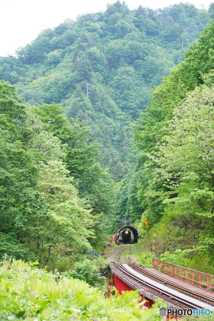 新緑のトンネルを走るキハ！