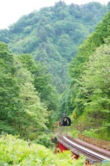 新緑のトンネルを走るキハ！