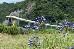 昔の内房線　257系