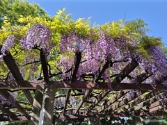 自宅近所の藤の花！