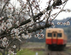 何とも言えぬ！白梅＆小湊鉄道‼