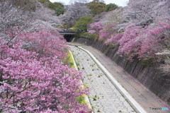 昭和記念公園　桜