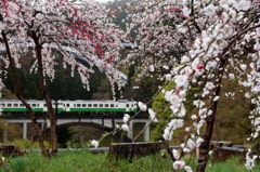 花桃に囲まれて！①