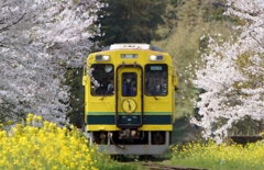 車内からお花見！