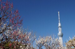 梅の花と東京スカイツリー！