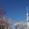 梅の花と東京スカイツリー！