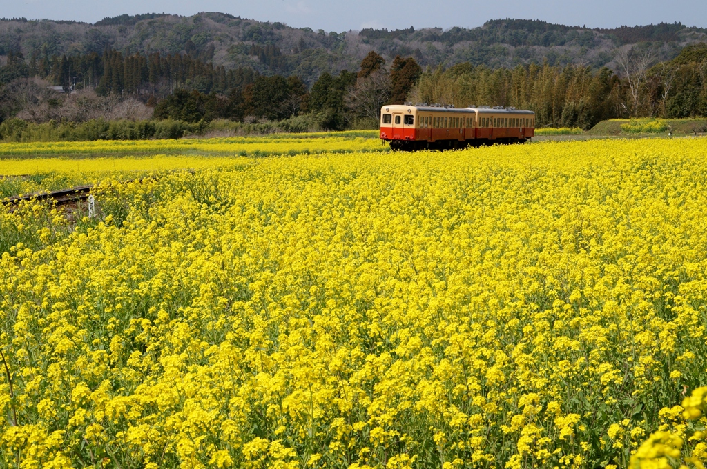 菜の花の海を行く‼