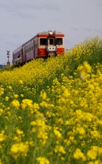 いすみ鉄道は春真盛り！⑥（完）