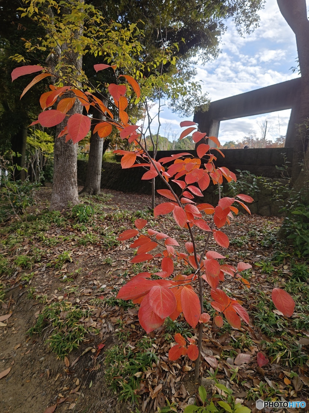 我が街の晩秋！