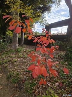 我が街の晩秋！